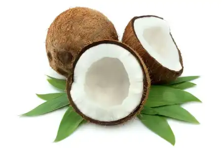 Sonhar com coco, vê-lo no coqueiro, significa proveito.