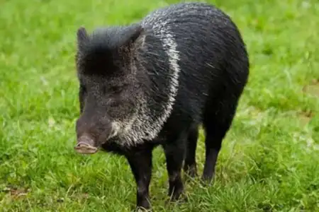 Sonhar com Porco do Mato, vê-lo, significa ataque de invejoso. Muitos porco-do-mato, indica intrigas.
