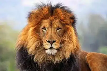 Sonhar com Leão, ver um leão, eis o significado, melhoria do emprego. Lutar com um leão, questões motivadas por dinheiro.